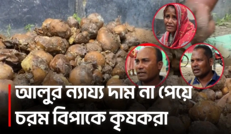 আলুর দাম না পেয়ে কৃষকের কান্না, পচা আলু ফেলছেন রাস্তায় | Potato | Farmers | UNB