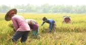 সুনামগঞ্জে আগাম বন্যার আশঙ্কা, দ্রুত ধান কাটার আহ্বান পাউবোর