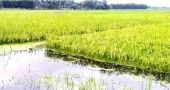 তিস্তার পানি বাড়া-কমায় পাকা ধান নিয়ে ১৮০ চরের কৃষকের দুশ্চিন্তা