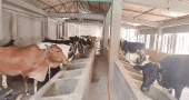 পশুখাদ্যের দাম বাড়ায় লাভ নিয়ে শঙ্কায় খামারিরা, ভারতীয় গরু প্রবেশ বন্ধে কঠোর পদক্ষেপের দাবি