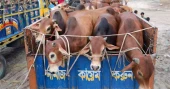 কোরবানির পশু নিয়ে বাকৃবি গবেষকের পরামর্শ