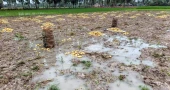 হঠাৎ বৃষ্টিতে কপাল পুড়ল উত্তরের আলু চাষিদের