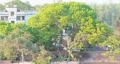 সাদুল্লাপুরে খাস জমি ও লাখ টাকার গাছ রক্ষায় অনীহা, এসিল্যান্ডের দিকে অভিযোগের তীর