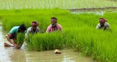 উত্তরাঞ্চলে আমন চাষ বেড়েছে, ক্ষতি কাটিয়ে ঘুরে দাঁড়ানোর স্বপ্ন কৃষকদের