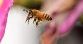 Study finds honey bees follow their own flight routes with remarkable accuracy