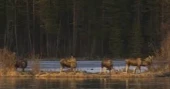 Livestream of moose migration that captivated millions concludes