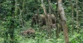 More elephants, less habitat: Sherpur’s growing human-elephant conflict
