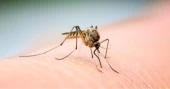 85 dengue patients hospitalised in 24 hrs