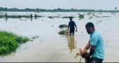 Rising water levels of Gomti inundate croplands in Cumilla, leaving thousands of farmers facing losses