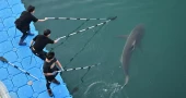South Korean City scrambles to rescue dusky shark after it returns to canal