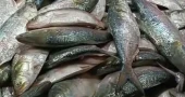 Bangladesh halts hilsa import from India, cancels 103 permits