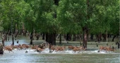 3-month ban on entry to Sundarbans from June 1 to protect wildlife, boost fish breeding