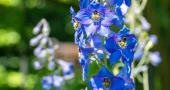 Deadly poisonous flowers may help develop new medicines, scientists find