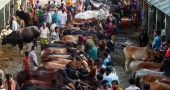 Medium-sized cattle in high demand, large ones struggle to find buyers at Dhaka markets