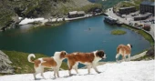 St. Bernard dogs keep Swiss Alpine tradition alive through breeding, museum