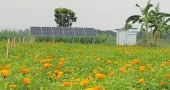 Solar irrigation brings savings, extra income to Jhenaidah farmers