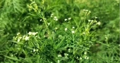 Invasive parthenium emerges as threat to crops, health in Chuadanga