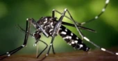Dengue claims one more live; 262 hospitalised in 24hrs
