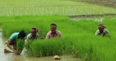 Northern reguion farmers pin hopes on Aman harvest amid favourable weather
