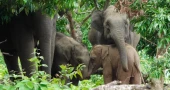 Human-elephant coexistence in Bangladesh
