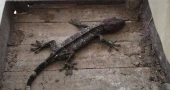 2 geckos, one fishing cat rescued in Jashore
