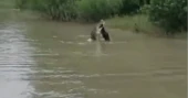 Crocodile feeding on goat caught on camera in Sundarbans
