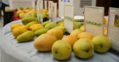 Rich diversity of Bangladeshi mangoes showcased in Kathmandu