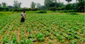 Early winter vegetables bring new hopes to northern farmers