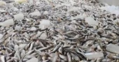 Power outage not cause of mass fish deaths in Jashore: Probe