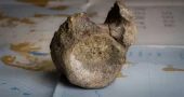 Forgotten fossil in drawer identified as Antarctica's first dinosaur bone