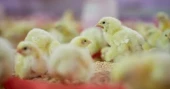 Proposed poultry policy raises fears of monopolisation in chick supply