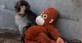 Viral baby monkey ‘Punch’ draws huge crowds at Japan zoo