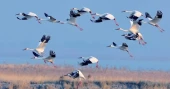 Beijing ranks among world’s megacities with high biodiversity