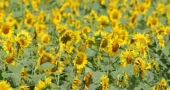 Sunflower cultivation gains ground in Khagrachhari hills