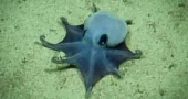 New deep-sea blue octopus species identified off Galápagos Islands