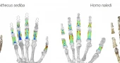 Early human ancestors used their hands to both climb trees and make tools, new study shows