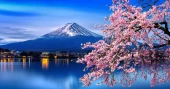 How cherry blossoms became central to Japan’s cultural identity