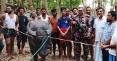 Sacrificial buffalo crosses into India, returns after BGB-BSF coordination