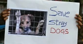 Indian state investigates mass killings of stray dogs in six villages