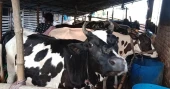Jhalakathi farmers gear up cattle for Eid market amid rising feed costs