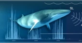 Low-cost AI system listens to whales using earthquake monitoring gear