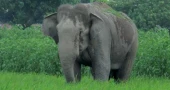 Mother, child killed in Cox’s Bazar wild elephant attack