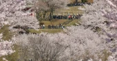 Japanese town struggles with crowds visiting cherry blossoms and Mount Fuji