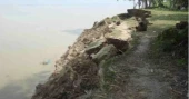 Dakope embankment breach puts 5,000 bighas of Aman paddy at risk