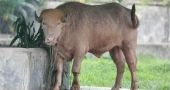Buffalo named after Trump now drawing Eid crowds at National Zoo