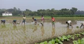 Boro cultivation booms in Meherpur, yet challenges loom for farmers