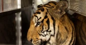 Thai officials say 72 tigers at tourist parks died of canine distemper, not bird flu