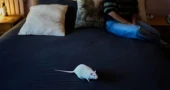 Argentine group helps former lab rats find loving homes