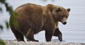 Broken-jawed giant Chunk crowned Fat Bear Week champion in Alaska