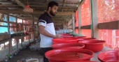 From hobby to livelihood: Patuakhali youth makes over Tk 100,000 a month from ornamental fish